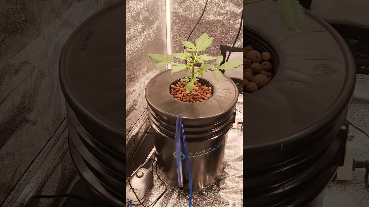 DWC grow (9lb Hammer) start to finish