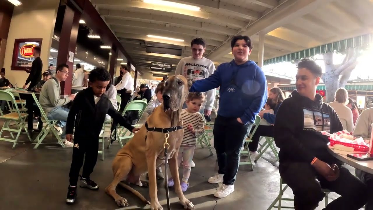 Cash 2.0 Great Dane на рынке The Grove and Farmers Market в Лос-Анджелесе 77