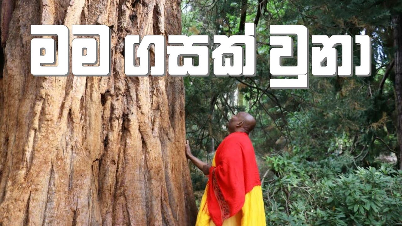 මම ගසක් වුනා