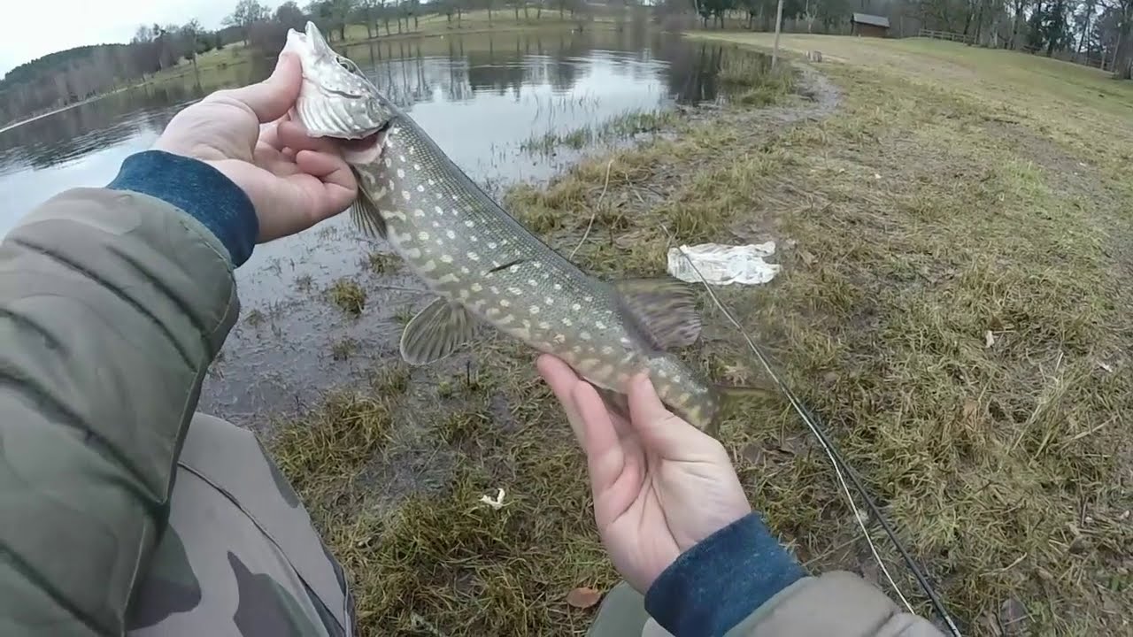 PECHE du BROCHET aux STREAMER touche en DIRECT