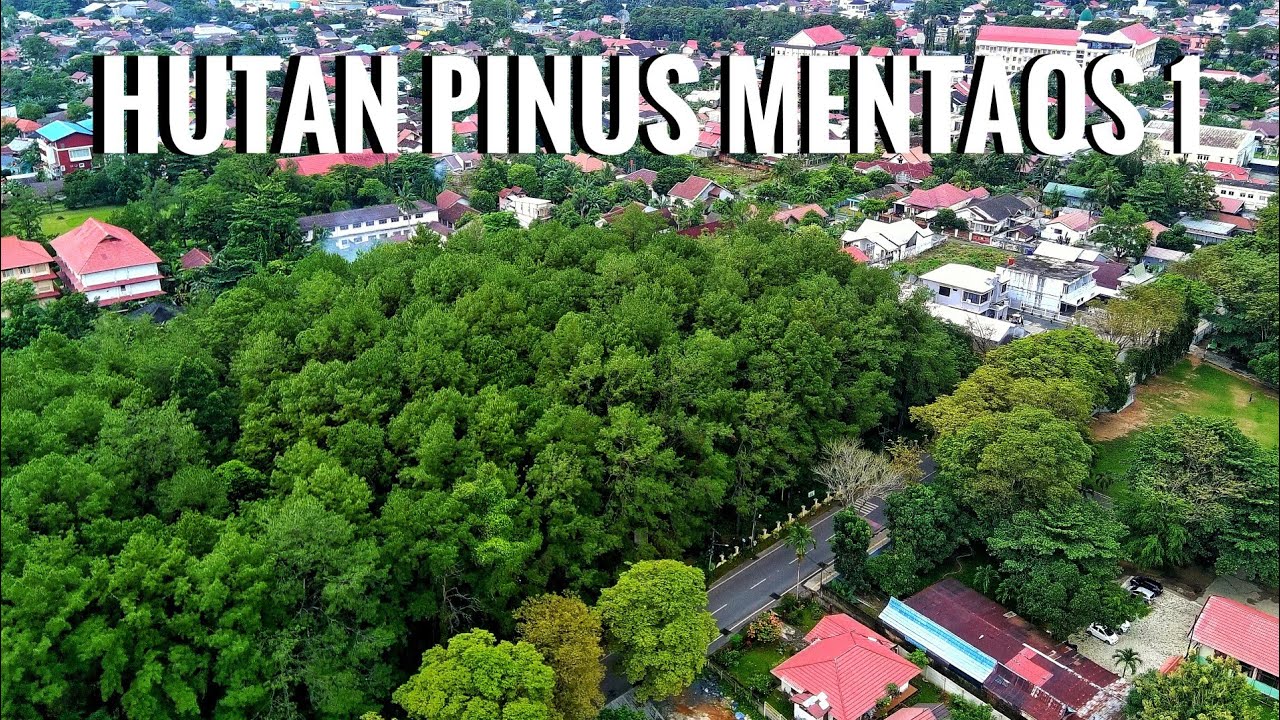 HUTAN KOTA BANJARBARU | HUTAN PINUS MENTAOS 1 KOTA BANJARBARU | KALSEL