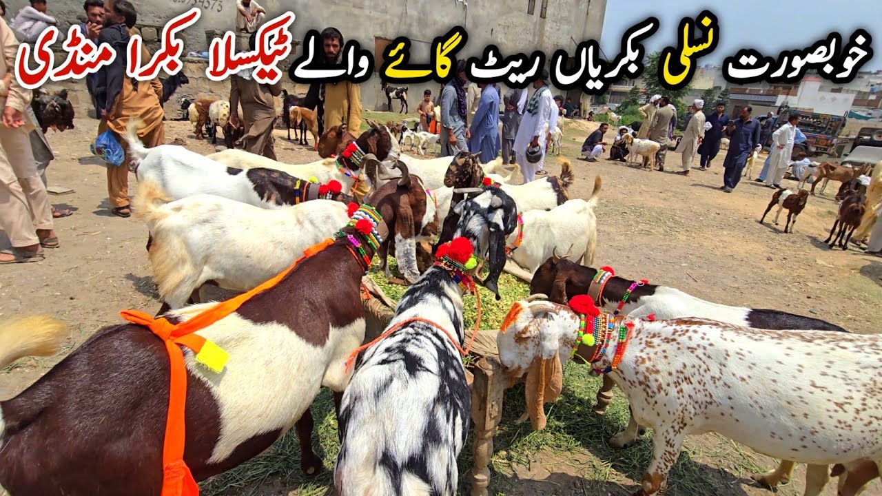 Khubsorat Nasli Bakriyan Rates High Taxila Bakra Mandi Update June 2026
