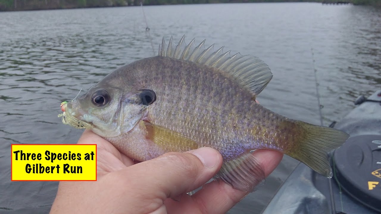 Back to Lake Wheatley at Gilbert Run Park (April 17, 2020)