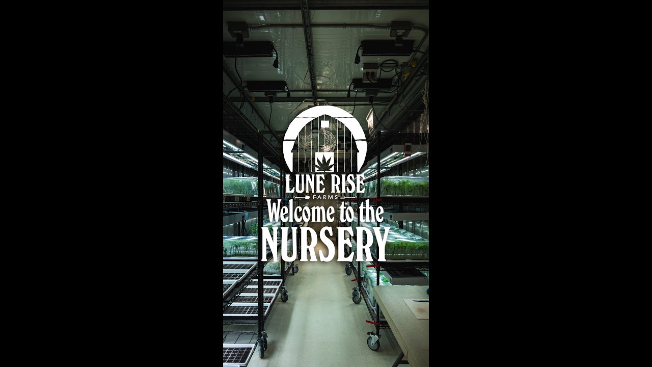 Welcome to our Cannabis Nursery! Cannabis Cultivation #shorts