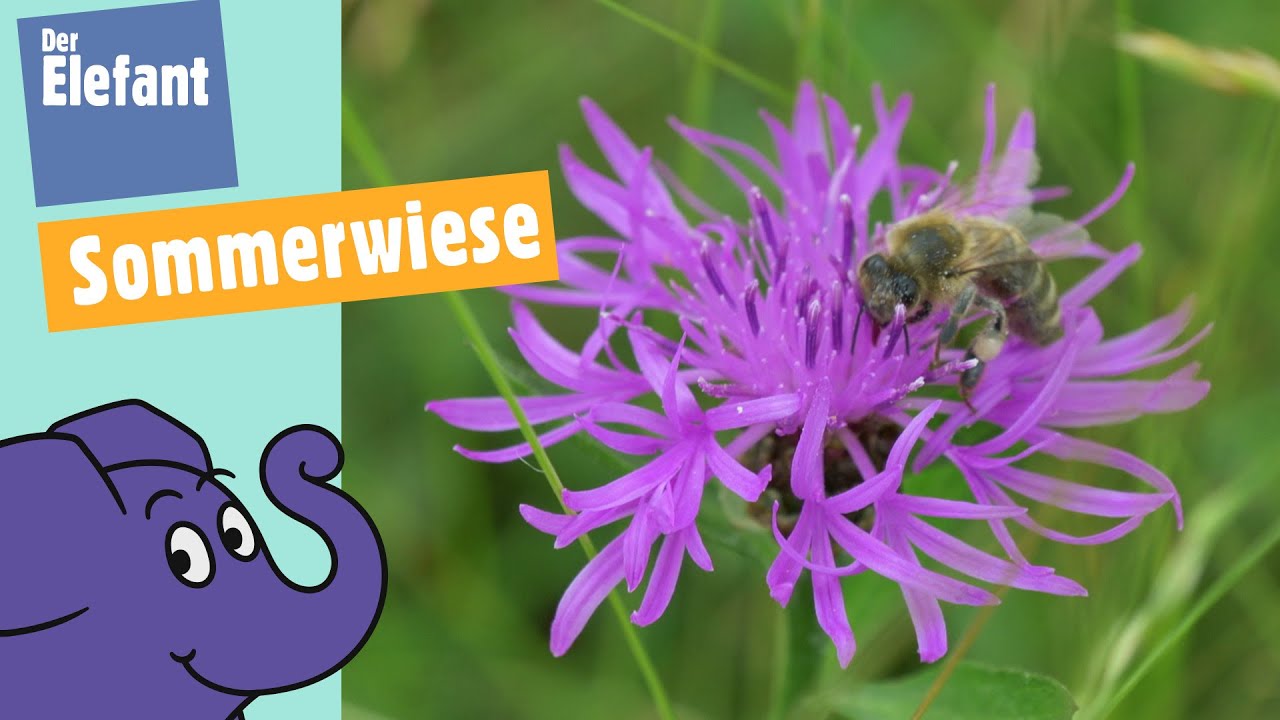 Blumen, Schmetterlinge & Bienen - Was wächst & lebt in einer Sommerwiese? | Der Elefant | WDR