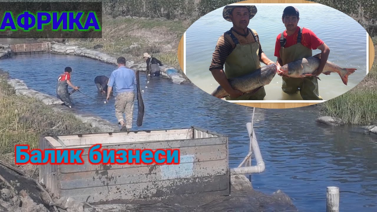 Африка лака баликлари, кандай бокиш ва копайтириш. Даромадлари.