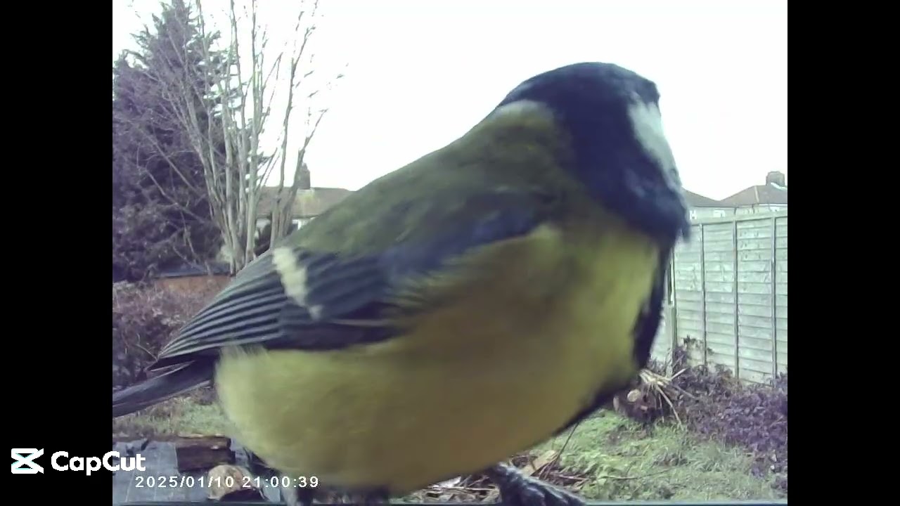 B&M store £30 bird feeder with camera worth the money