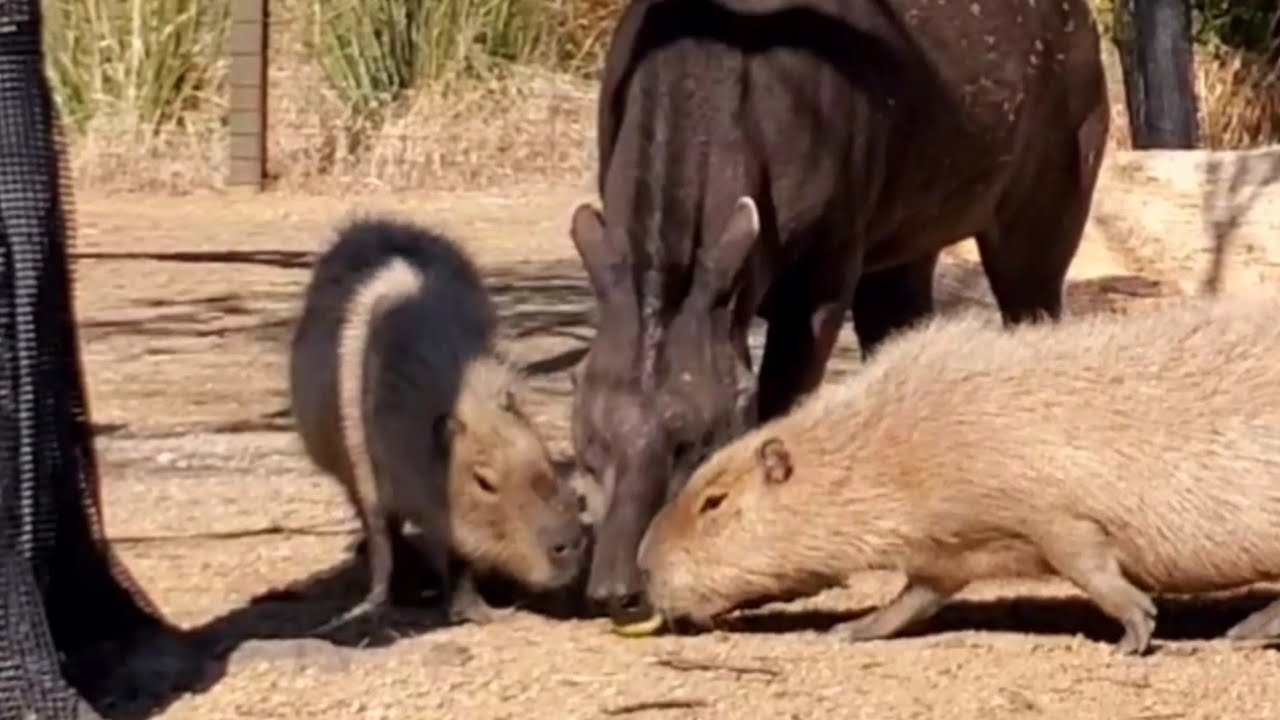 カピバラさんとバクがゴツンと衝突 愉快な食事タイム。Fun feeding time with capybaras and South American tapirs 神戸どうぶつ王国
