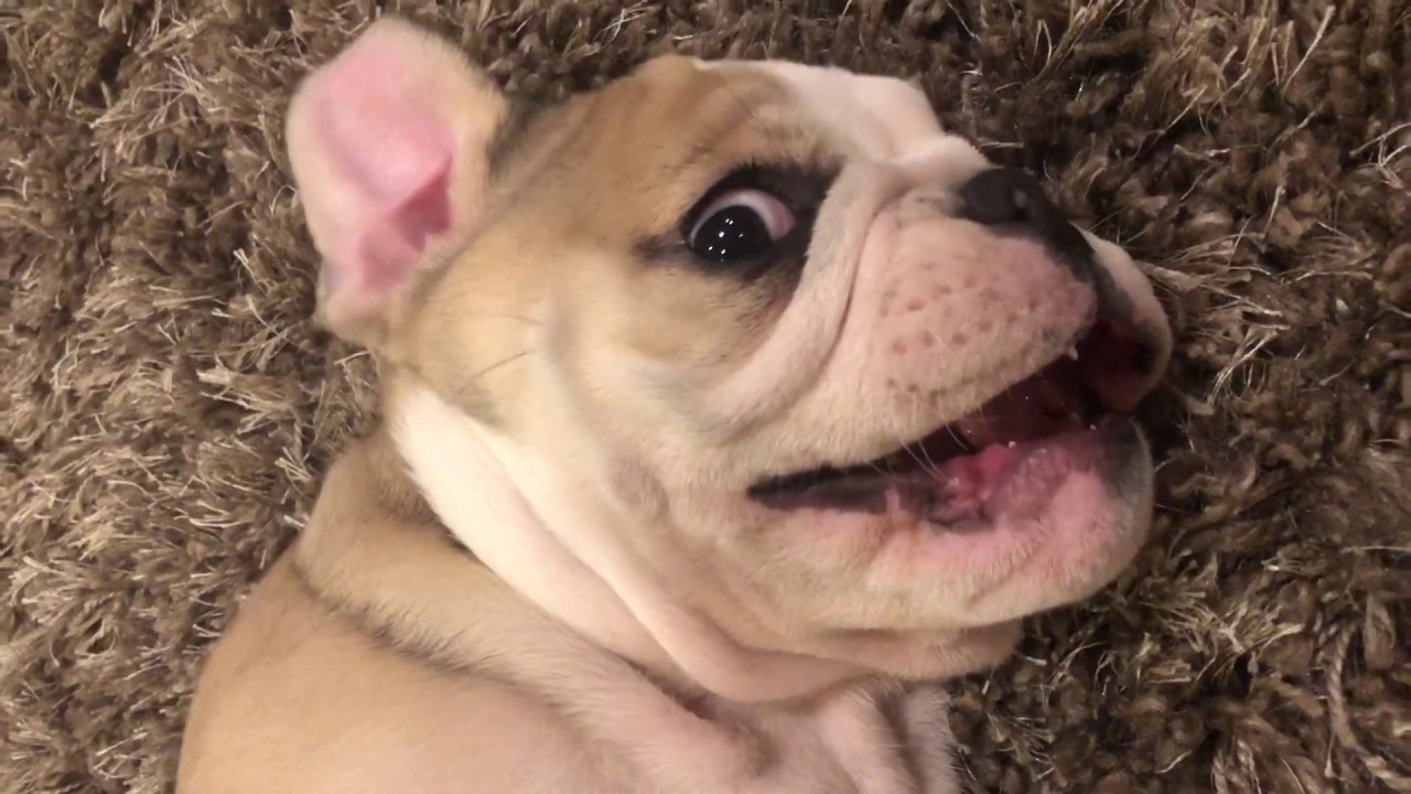 CUTE PUPPY OR ATTACK DOG! LOLA THE BULLDOG