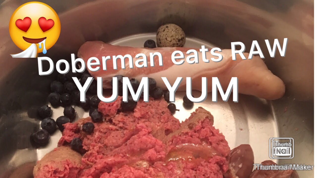 Feeding my Doberman raw