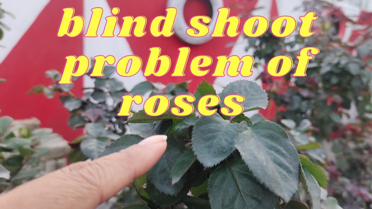 Blind shoot problem of roses | cause and solution