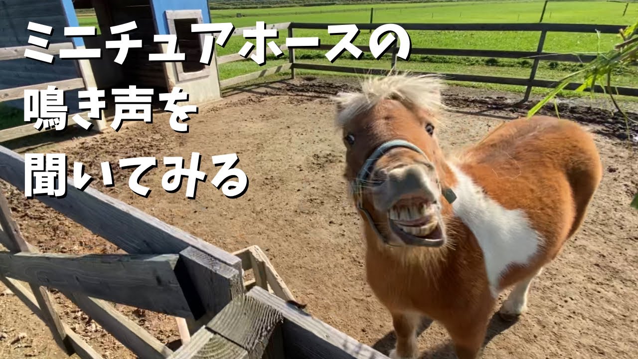 ミニチュアホースの鳴き声ってこんなかんじ！！