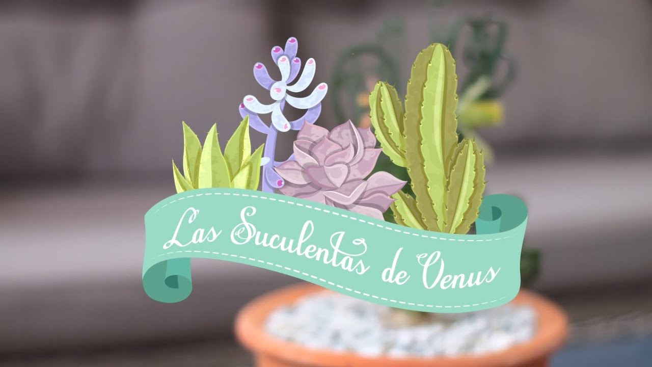 ALBUCA SPIRALIS/CUIDADOS