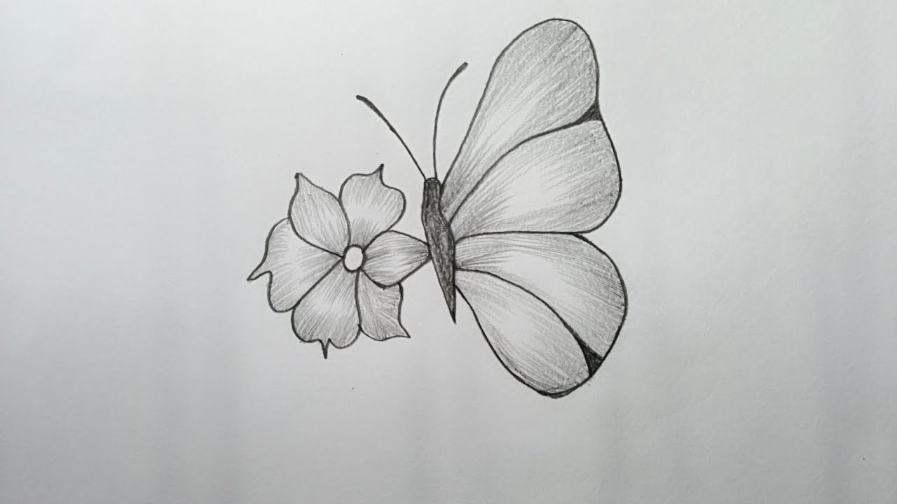 Beautiful Butterfly and Flower Pencil Drawing#butterflydrawing#pencildrawing#flowersketch 