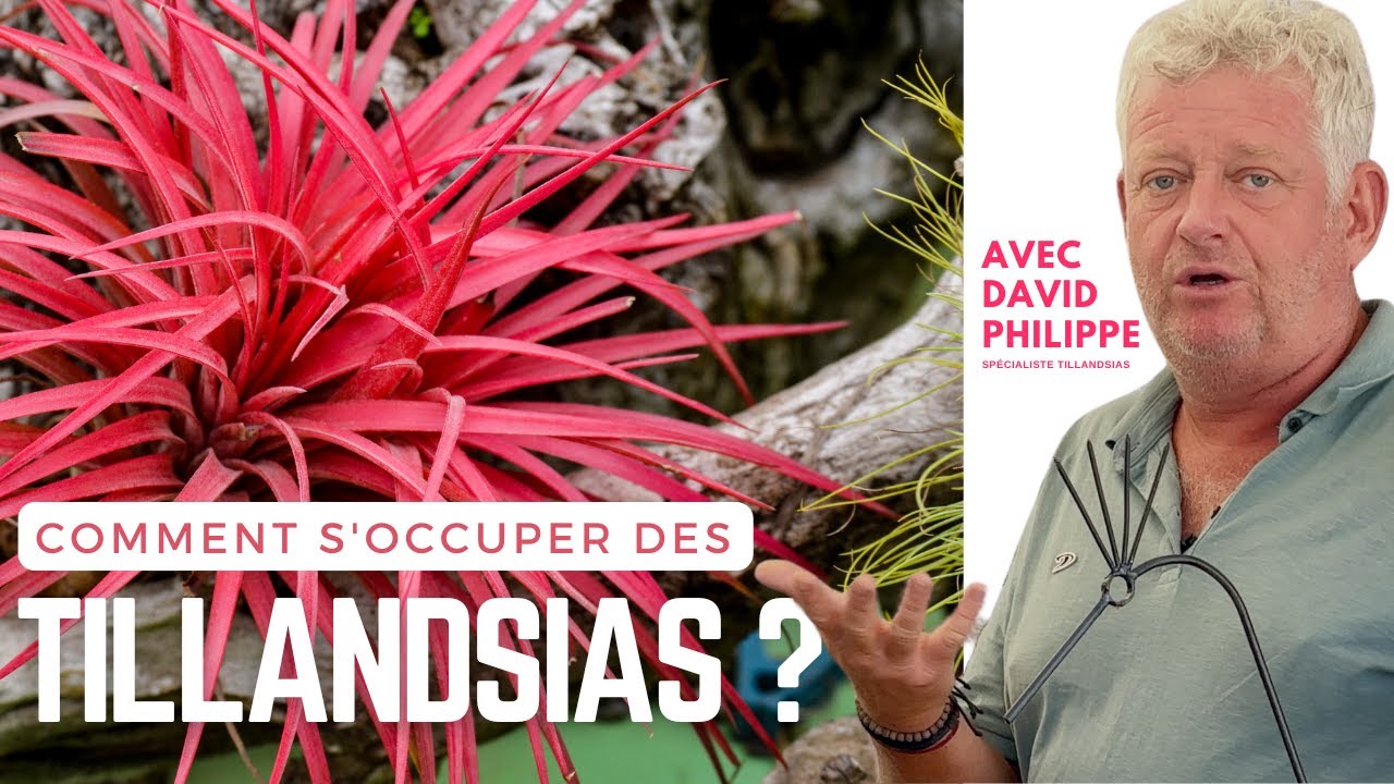 Comment s'occuper et faire pousser des tillandsias ?