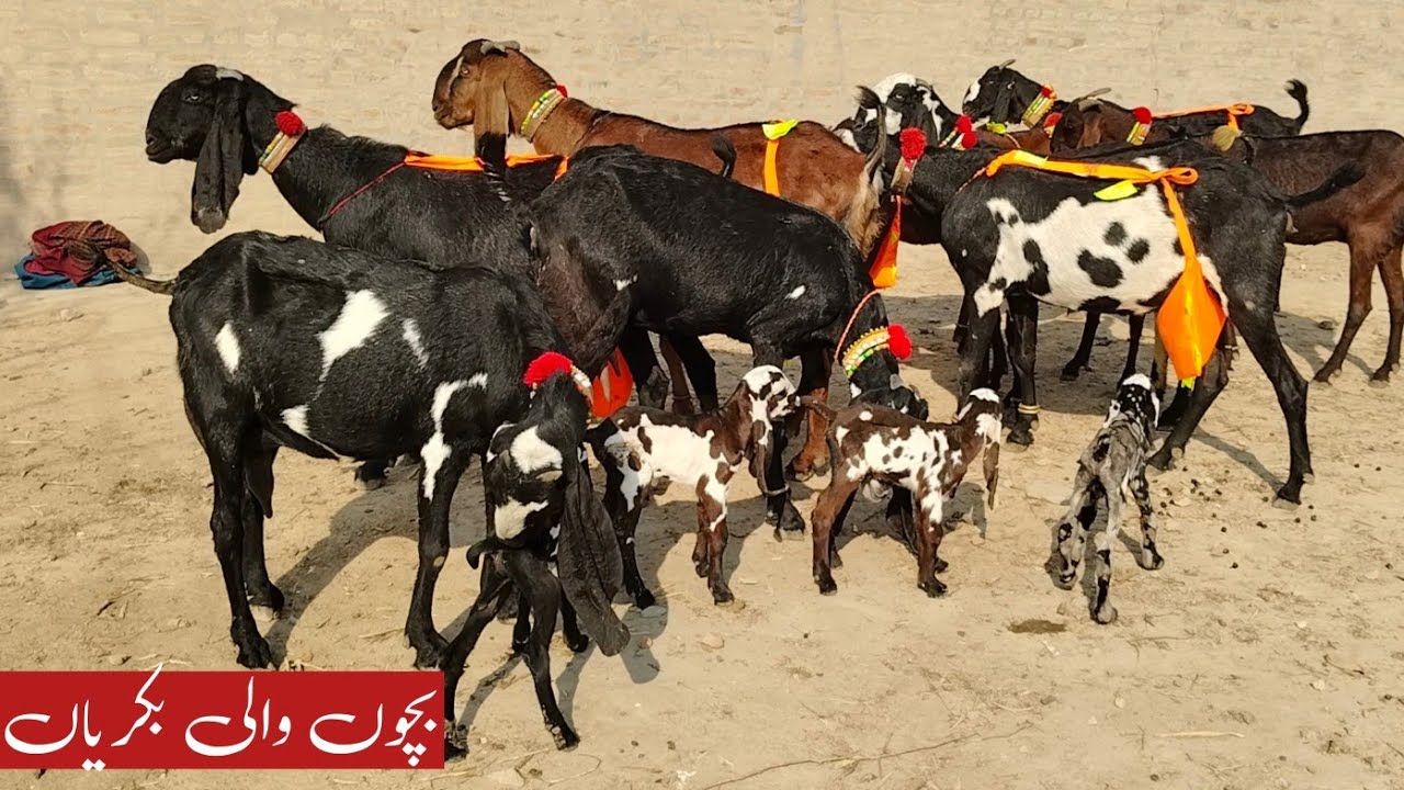 31 January 2026 bhai jaan ki amritsari Beetle bacchon wali bakriyan 03126531165 call Zafar Bakra TV 