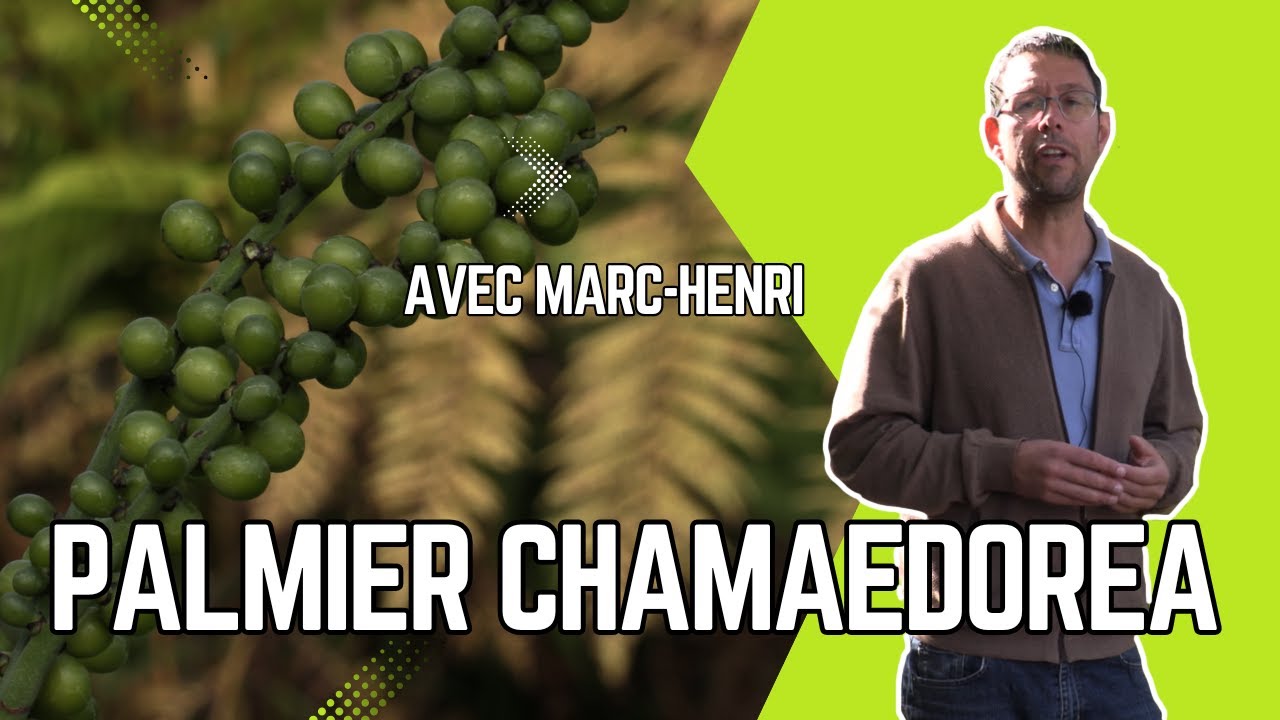 CHAMAEDOREA RADICALIS : le PALMIER du MEXIQUE IDÉAL POUR l'OMBRE SÈCHE et les JARDINS SANS SOUCI