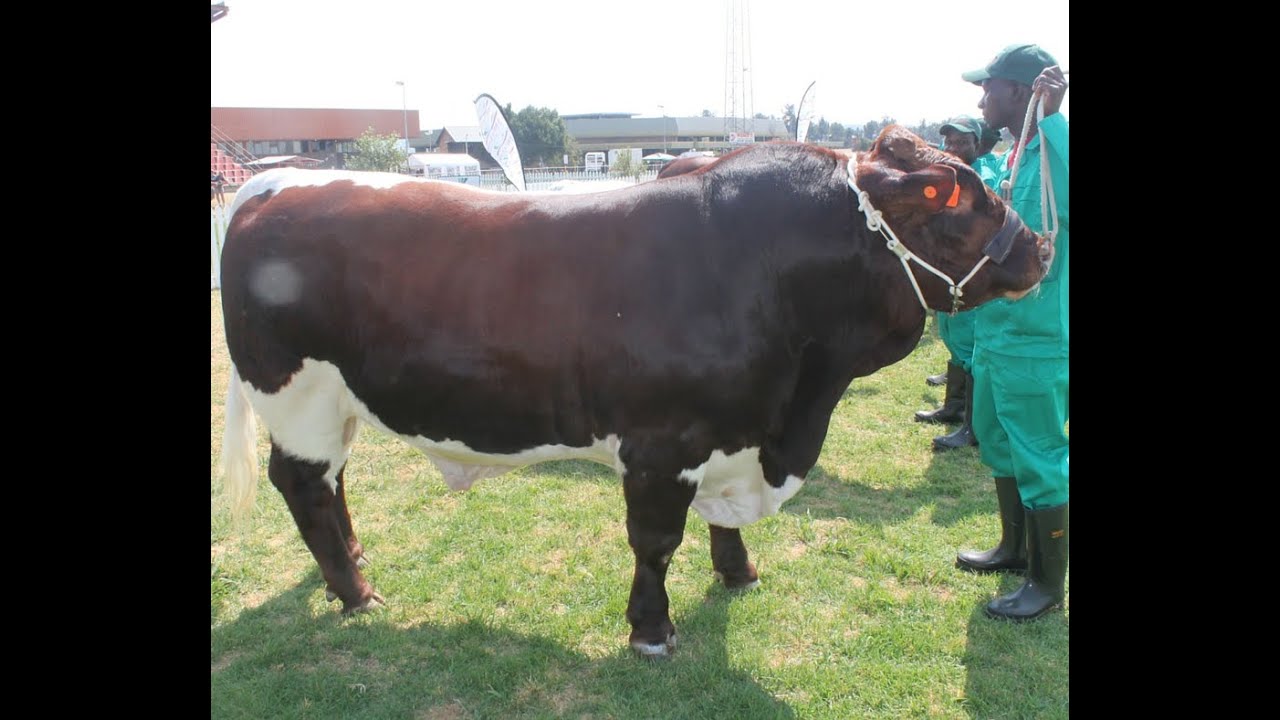 Pinzgauer bull scoops ARC award