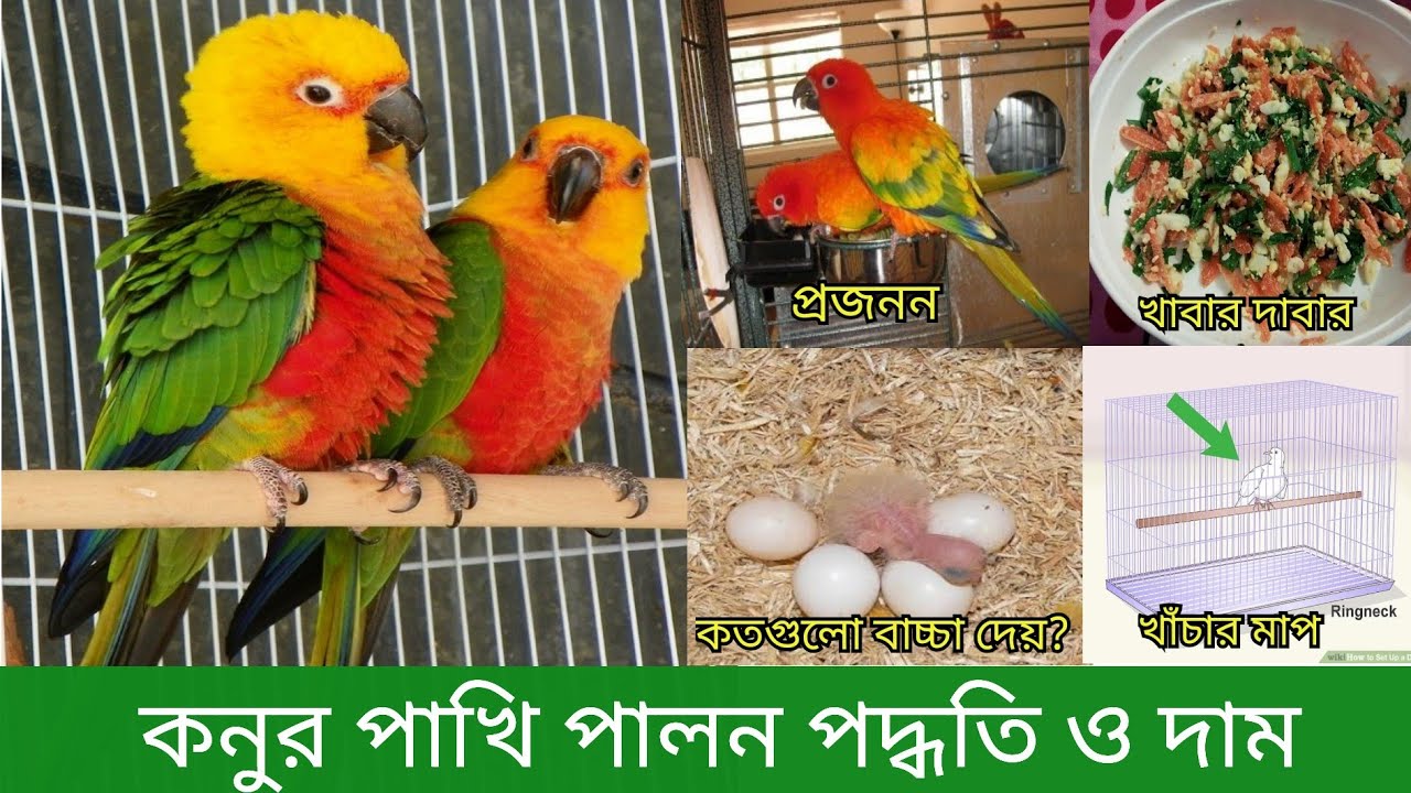 কনুর পাখি পালন পদ্ধতি | Sun Conure Bird Rearing Method In Bangla | Conure Pakhi Palon