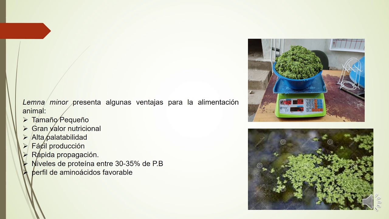 Diseño de una suplementación alimenticia con  Lemna minor