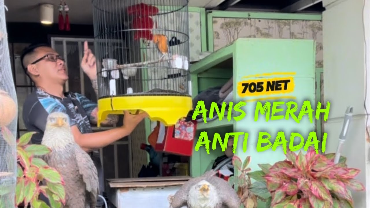 Anis Merah Barbarrrr , 280126 Menjawab Nyinyiran 