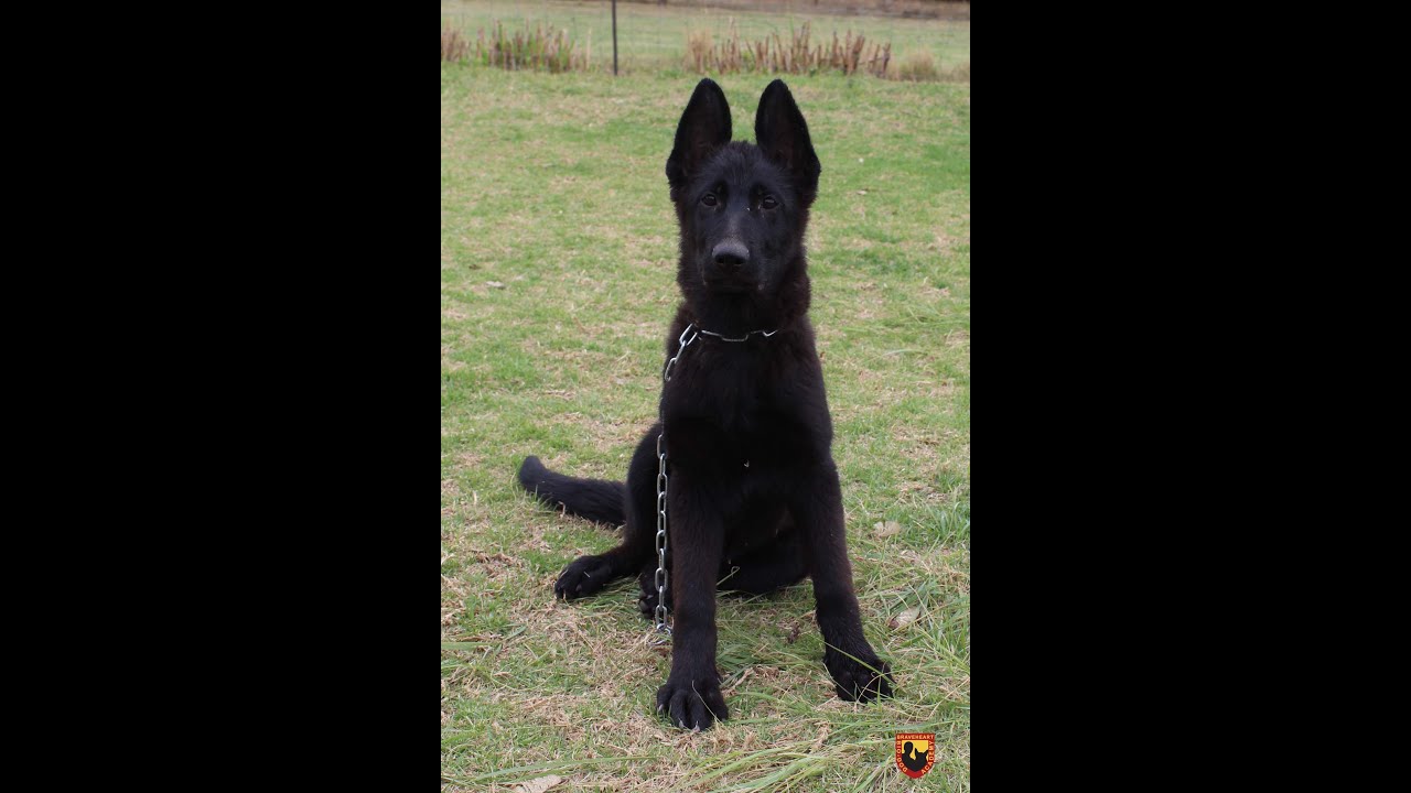 Levy Black GSD Puppy Training