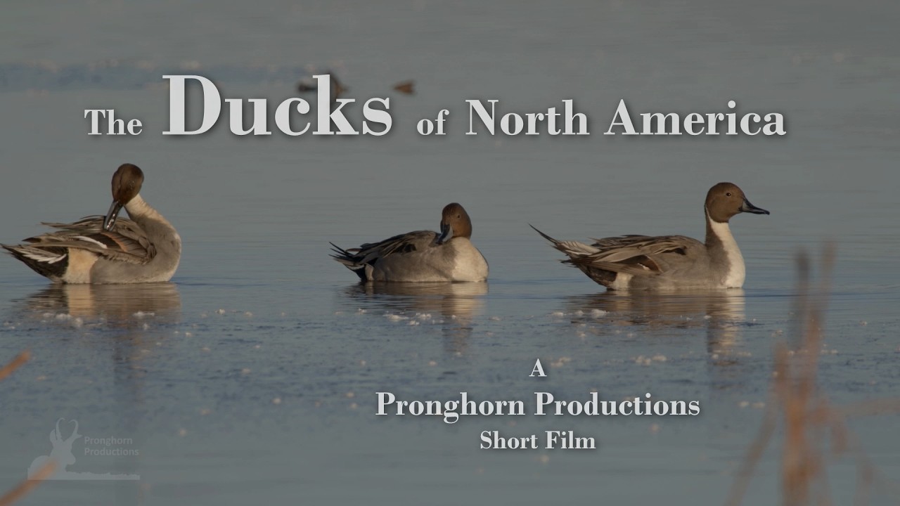 The Ducks of North America
