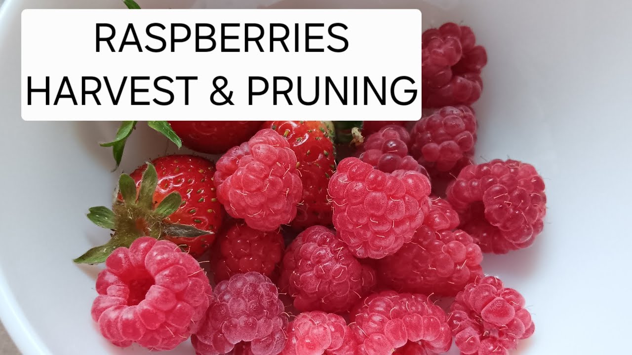 Harvesting and pruning dwarf raspberries in container #growyourownfood #smallspacegardening 