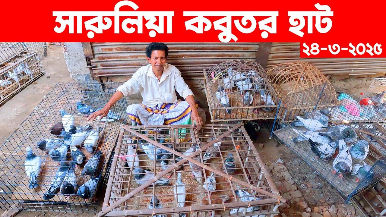 সারুলিয়া কবুতর হাট ২৪-৩-২০২৫ || today kobutor hat 2025 || pigeon market bd || Saroliya kobutor hat