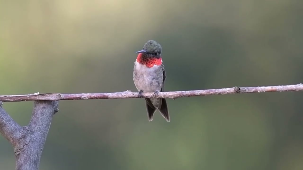 New Hummingbird Vignettes 19