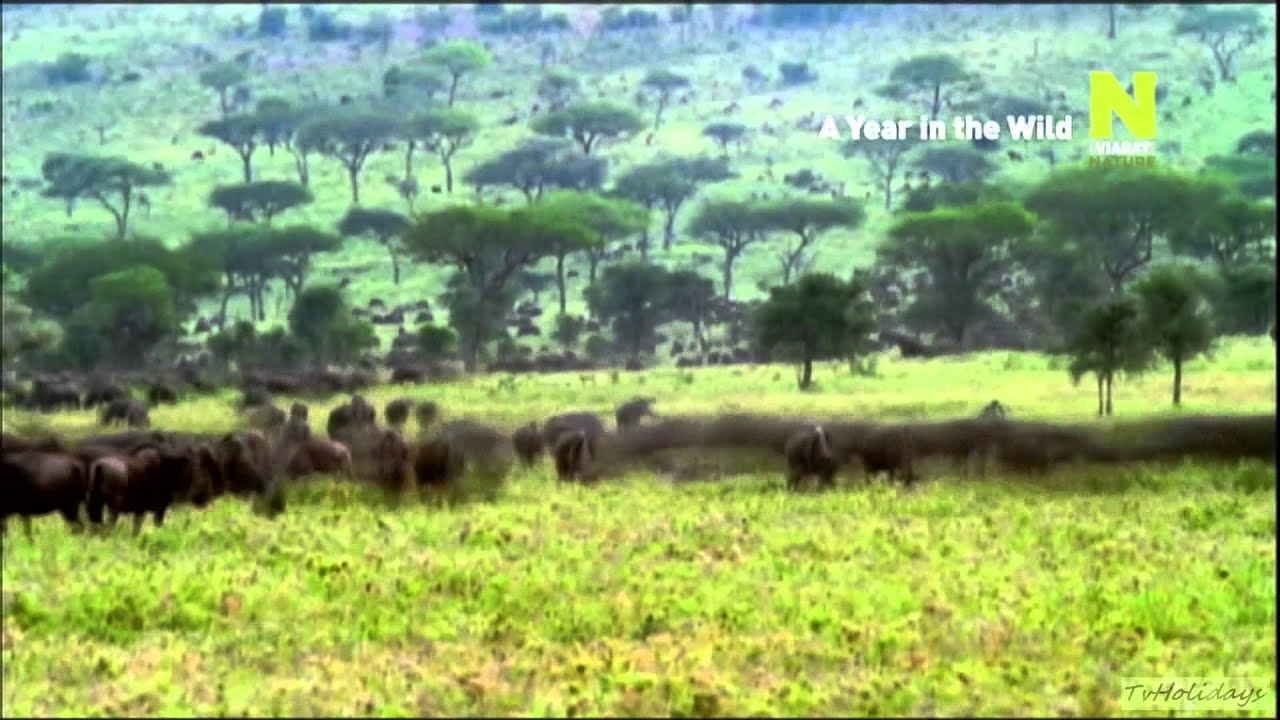 Viasat Nature HD Close Down - Viasat Crime HD Start Up 31-05-14 hd1080