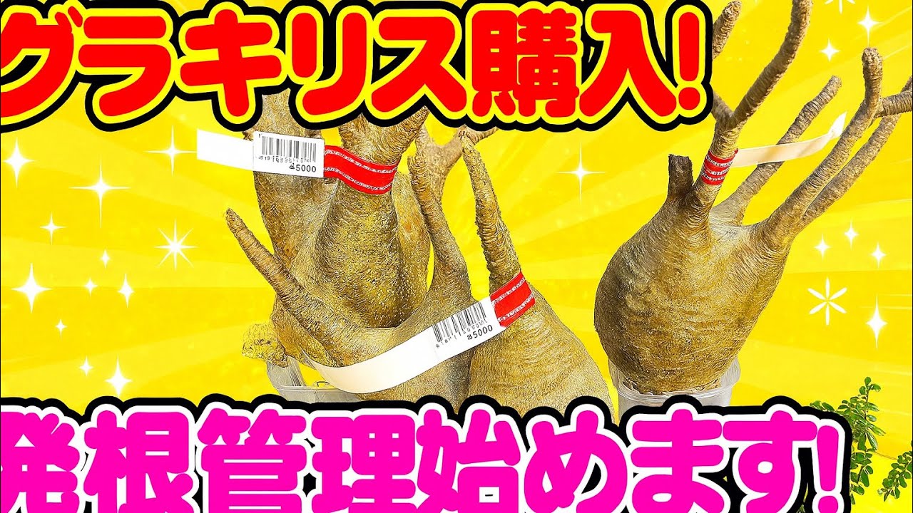 グラキリス購入！発根管理始めます！