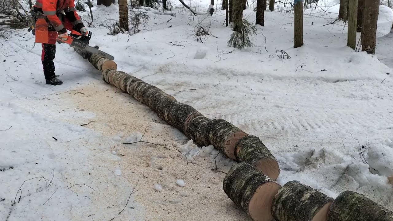 Kinuskiköpping vs koivunrisu.