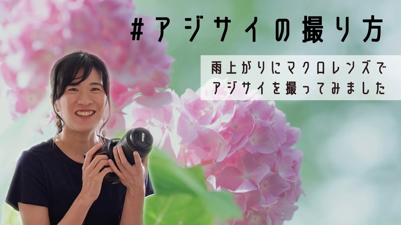 【雨上がりのアジサイ・撮影のポイント解説】105mmF2.8マクロを持って、私なりの紫陽花撮影のコツを紹介。光の読み方・カメラ設定・あると便利なアイテムって？こちゃっこ成長中【NikonD850】