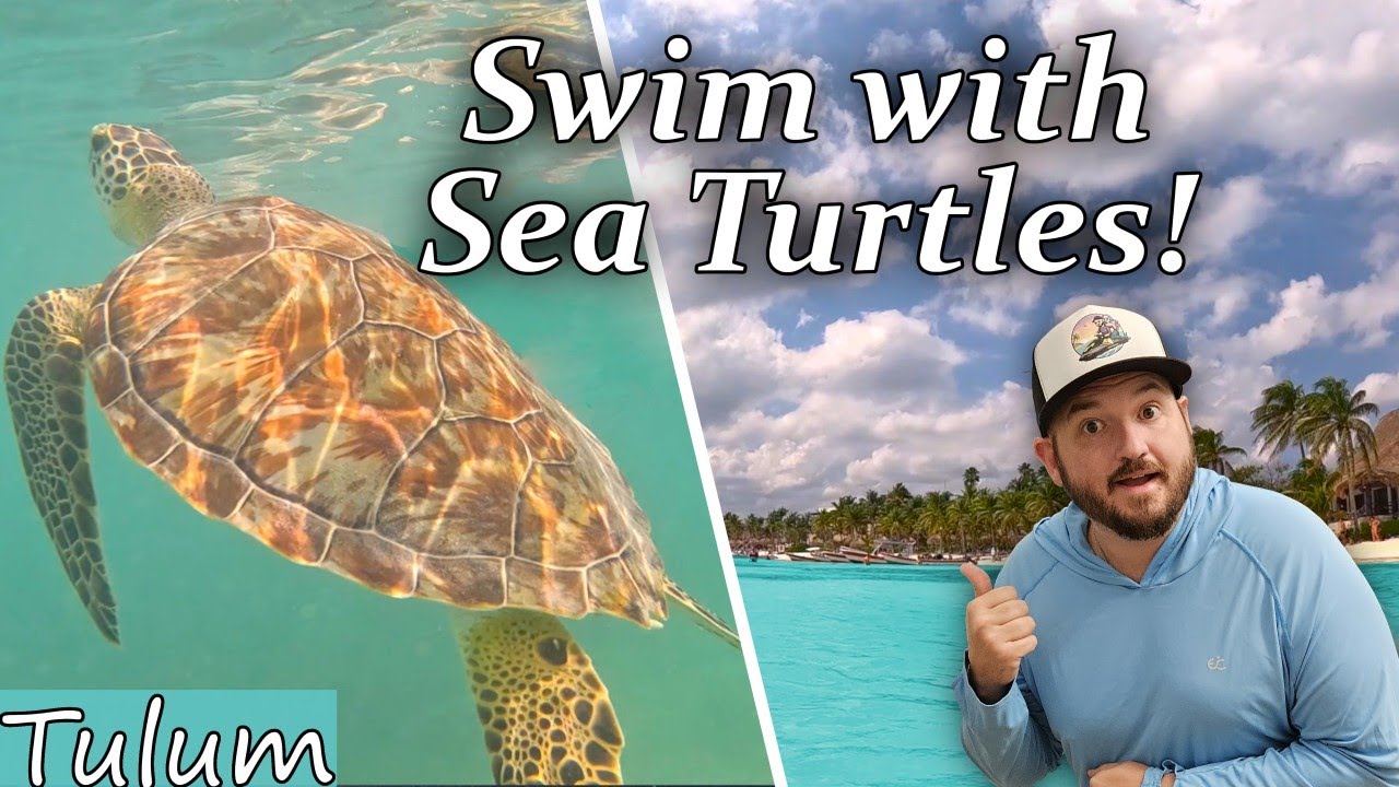 Swim with Sea Turtles at this Amazing Beach Near Tulum, Akumal Mexico