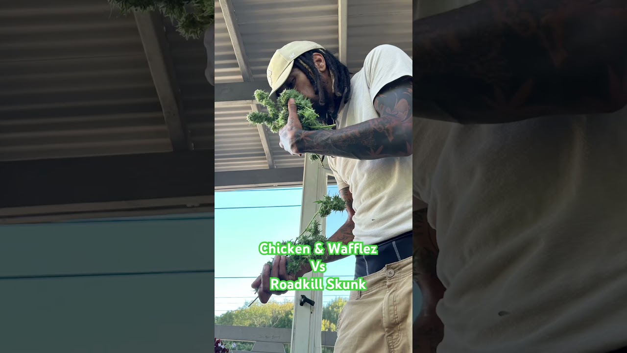 Outdoor Grow&hellip; Nothing For Sale!!!!!!! #chickenandwaffles #humboldt #roadkill #skunk #plants