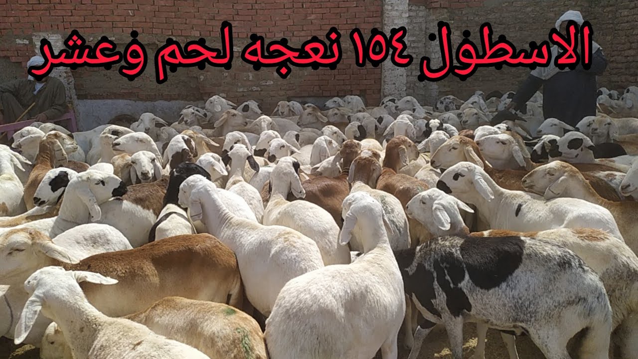 اسطول نعاج سوداني لحم وعشر داخل سوق دراو الدولي بمحافظة أسوان