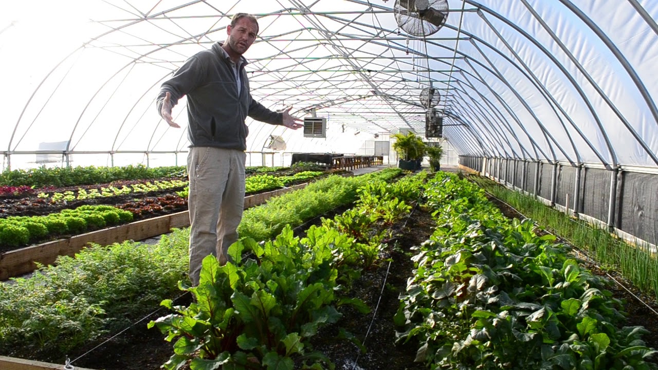Timeline of our vegetables growing in the greenhouse (6 weeks)