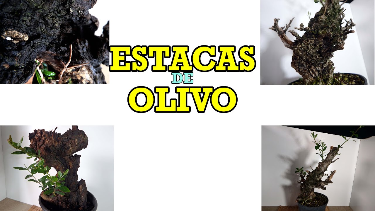 Actualización de LAS ESTACAS de Olivo PARA BONSAI
