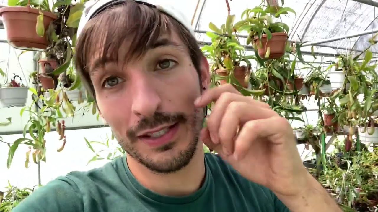 El SECRETO para conseguir jarros GRANDES en Nepenthes