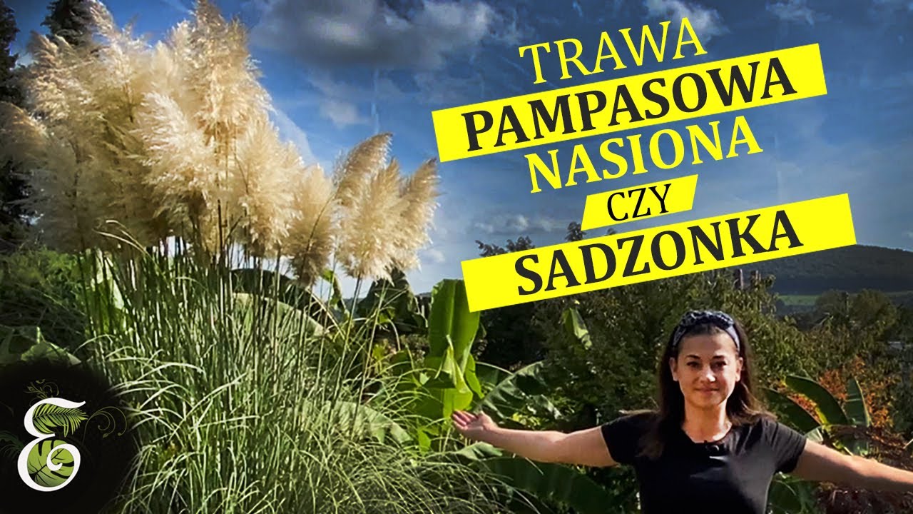 TRAWA PAMPASOWA.  Sadzonka czy nasiona??? Porównanie po 4 latach  Egzotycznie.