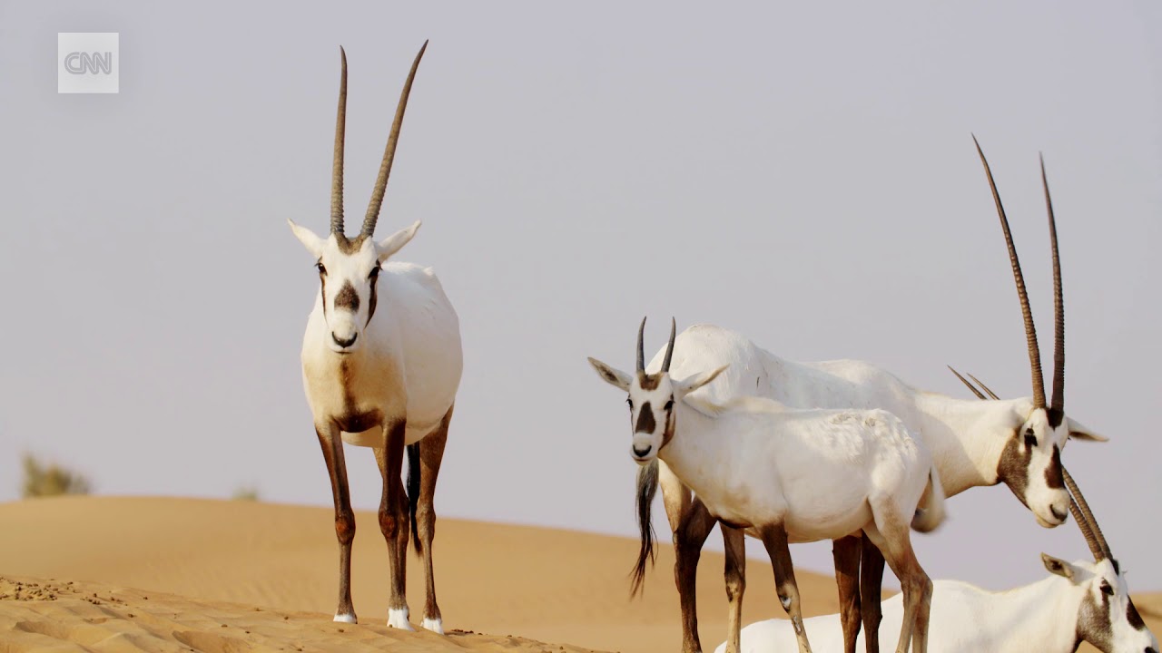 The wild side of Dubai
