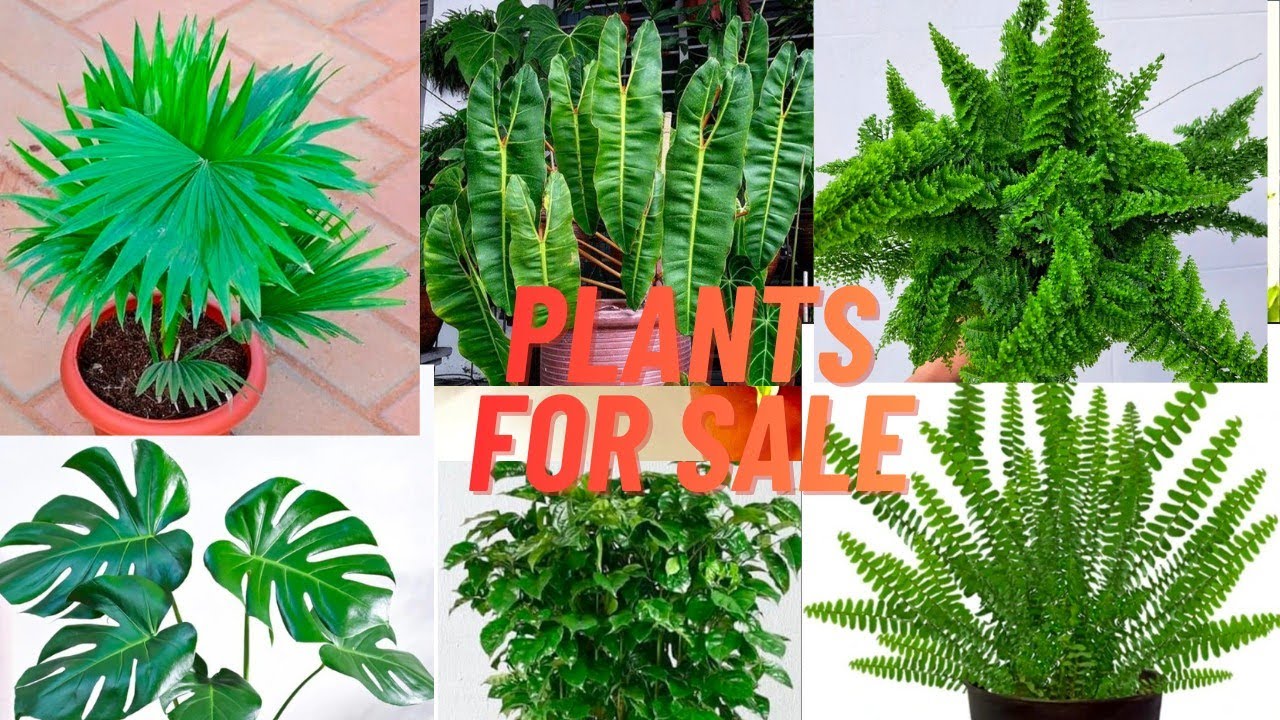 #plantsale#plantlover #gardening#sales #indoorplants 