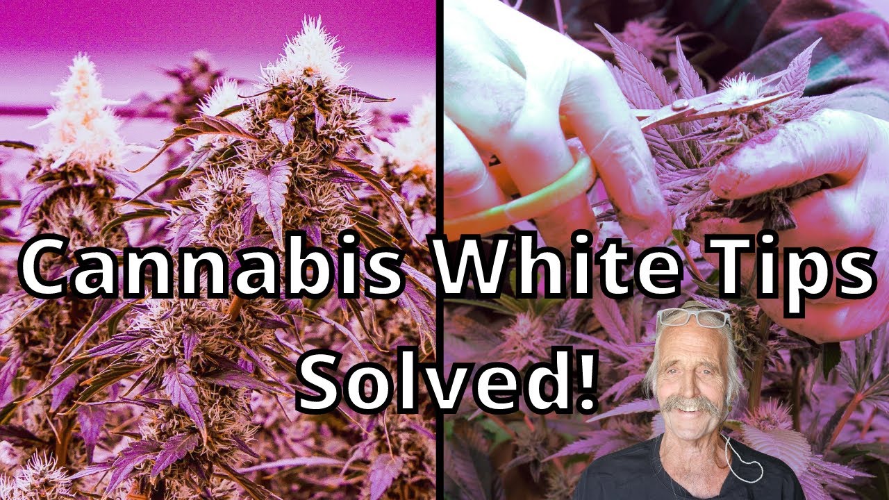 Cannabis White Tips SOLVED! OLD SCHOOL CANNABIS GROWER | Episode 6