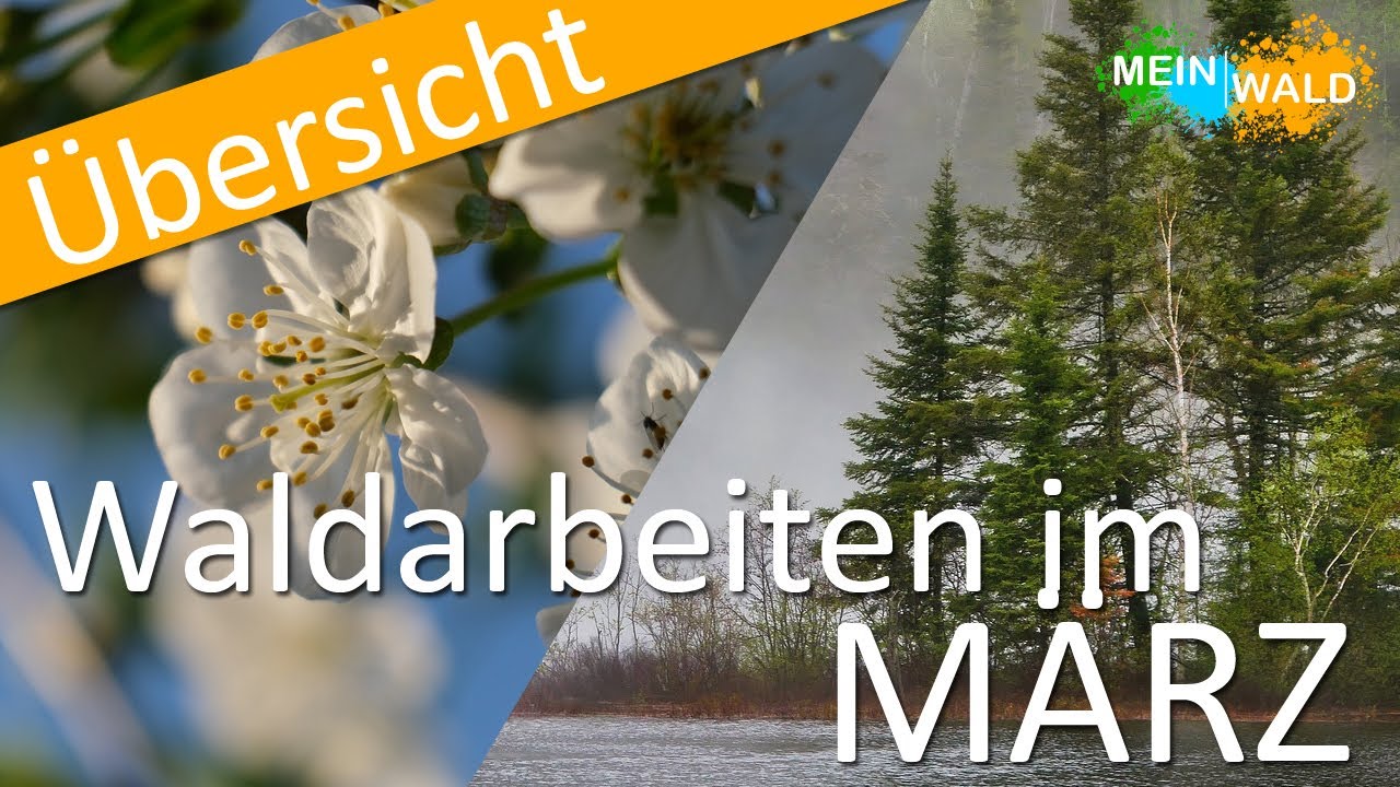 Was ist im MÄRZ im Wald zu tun 🌱🌲 Die wichtigsten Arbeiten im Überblick