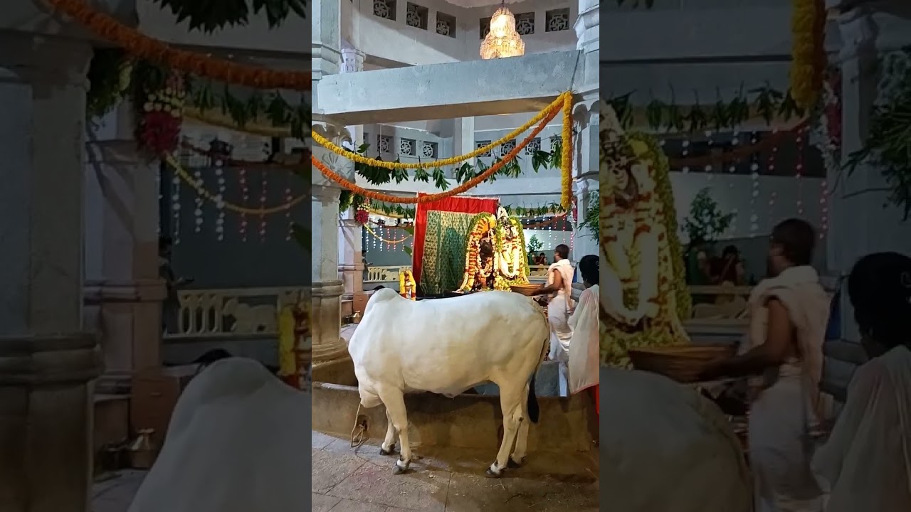 TTD Gosala | Alipirii | Tirupati #srikrishna #harekrishna