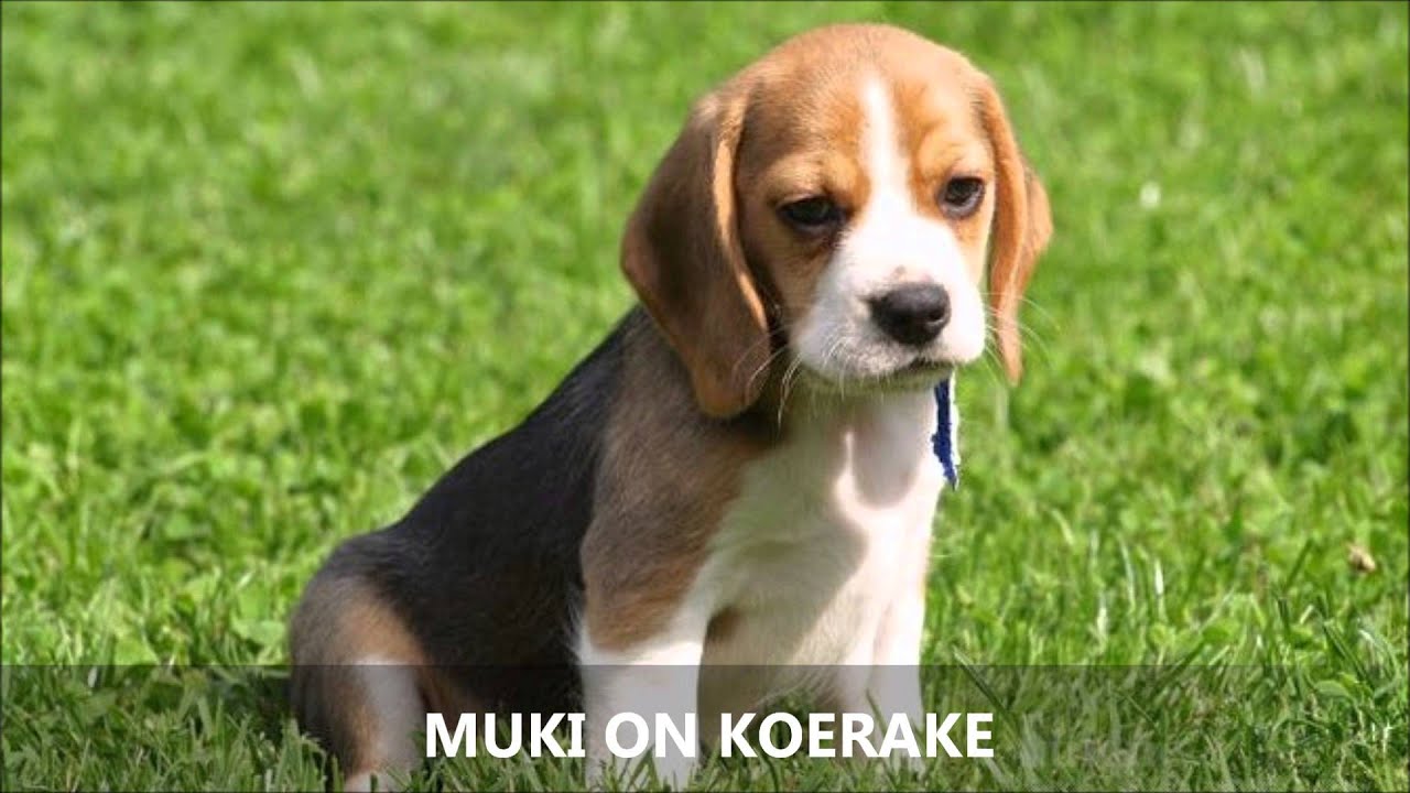 Koer Muki (Muki on koerake)