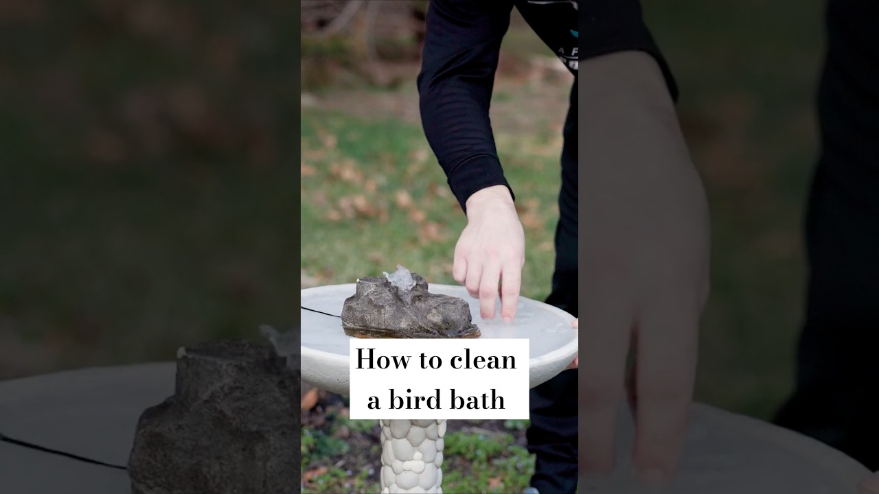 How to Clean a Bird Bath! 
