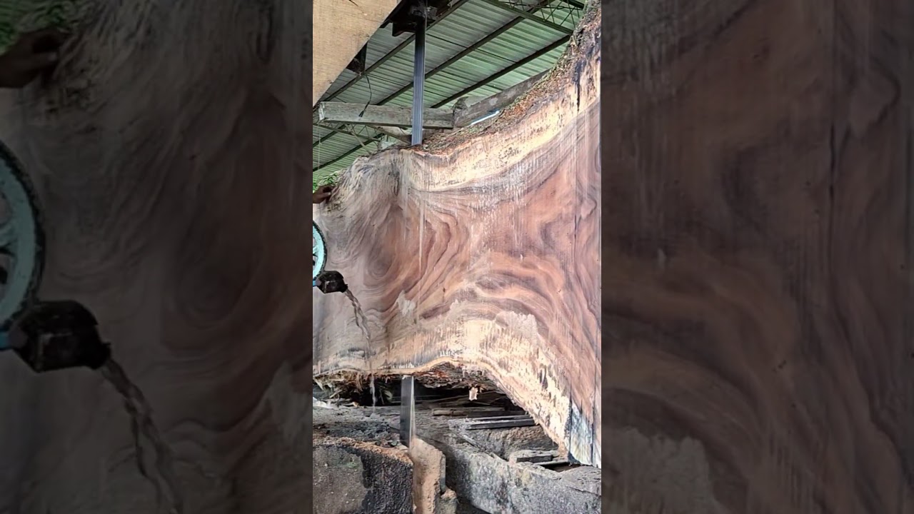 Giant Logs Sawed by a Sawmill! The Results Are Amazing