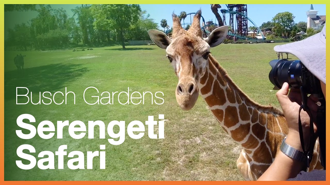 Serengeti Safari Tour at Busch Gardens Tampa Bay, Florida